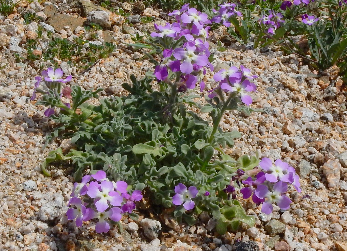Matthiola tricuspidata